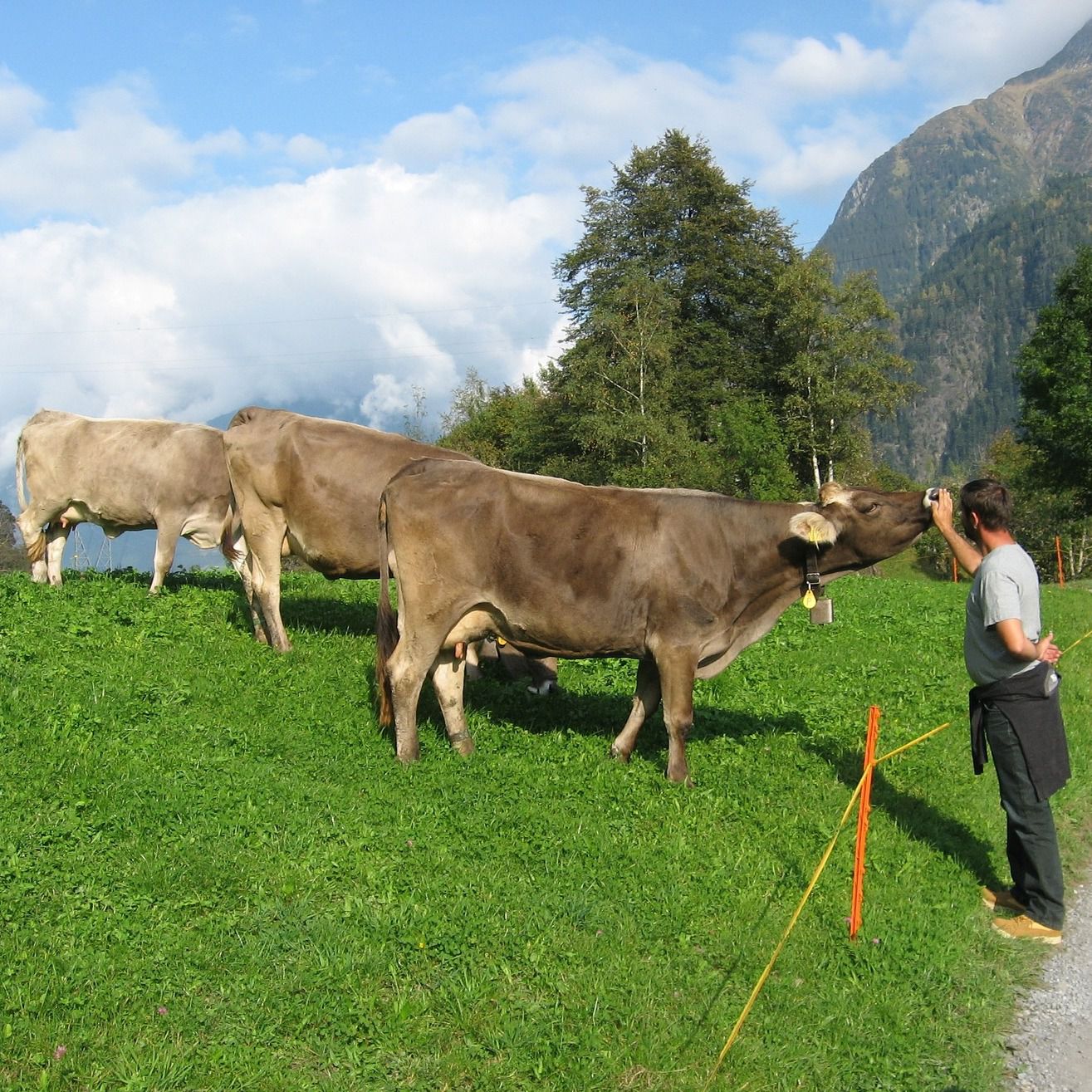 Odoo Text- und -Bildbaustein